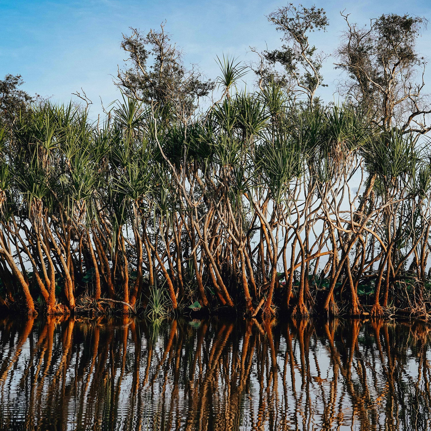 MANGROVE